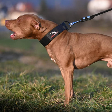 Canine Athletes Waterproof Dog Collar on red Pit Bull Barking