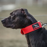 Canine Athletes Pit Bull with red AP-Sport Waterproof Dog Collar