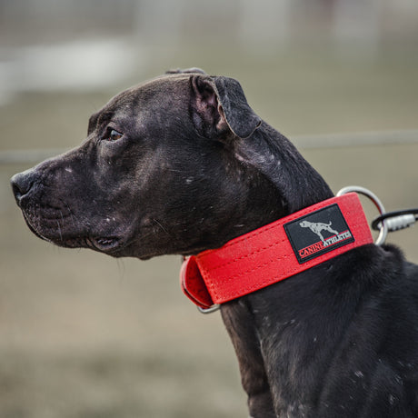 Canine Athletes Pit Bull with red AP-Sport Waterproof Dog Collar