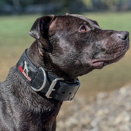 Canine Athletes Pit Bull in the water with waterproof dog collar