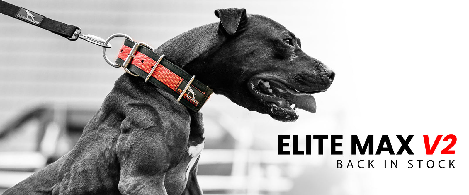 The Canine Athletes Elite MAX V2 Collars are Back in stock!