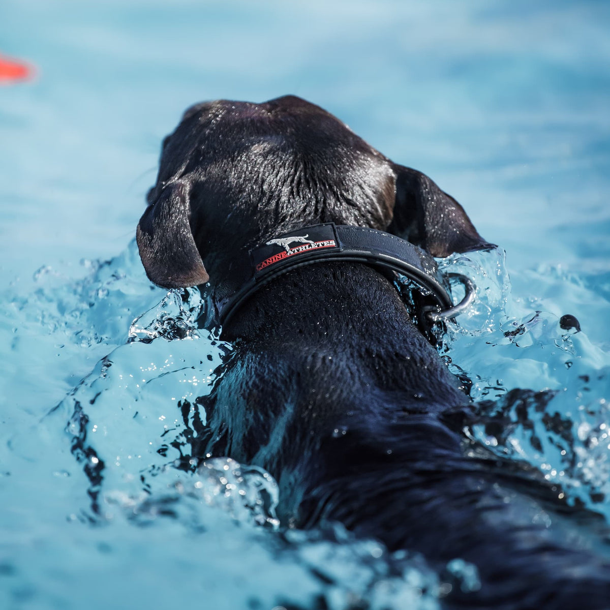 canine-athletes-ap-sport-waterproof-working-dog-collar-pitbull-swimming