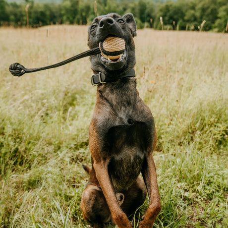 canine-athletes-gripper-reward-ball-tug-toy-german-shepherd-dog