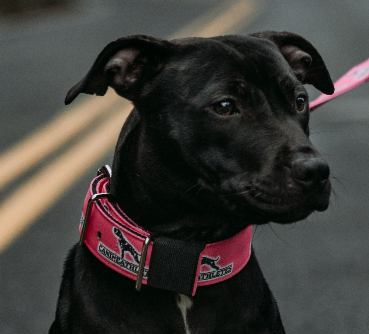 canine-athletes-hot-pink-dog-collar-lifestyle