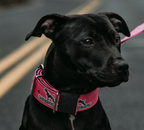 canine-athletes-hot-pink-dog-collar-lifestyle