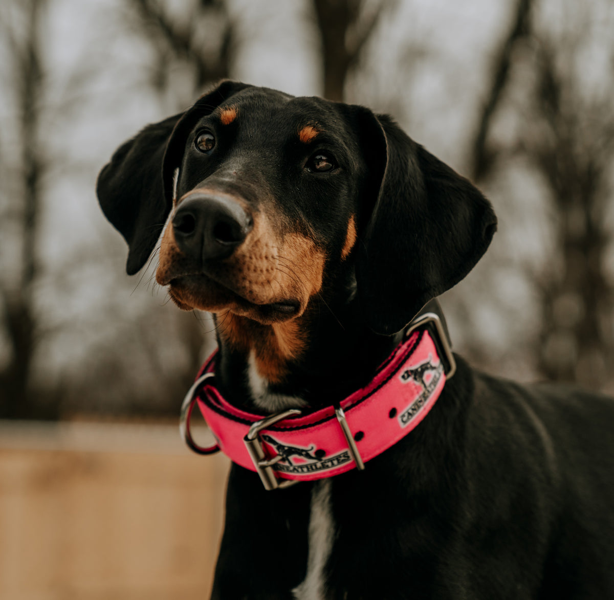 canine-athletes-hot-pink-dog-collar-lifestyle-1