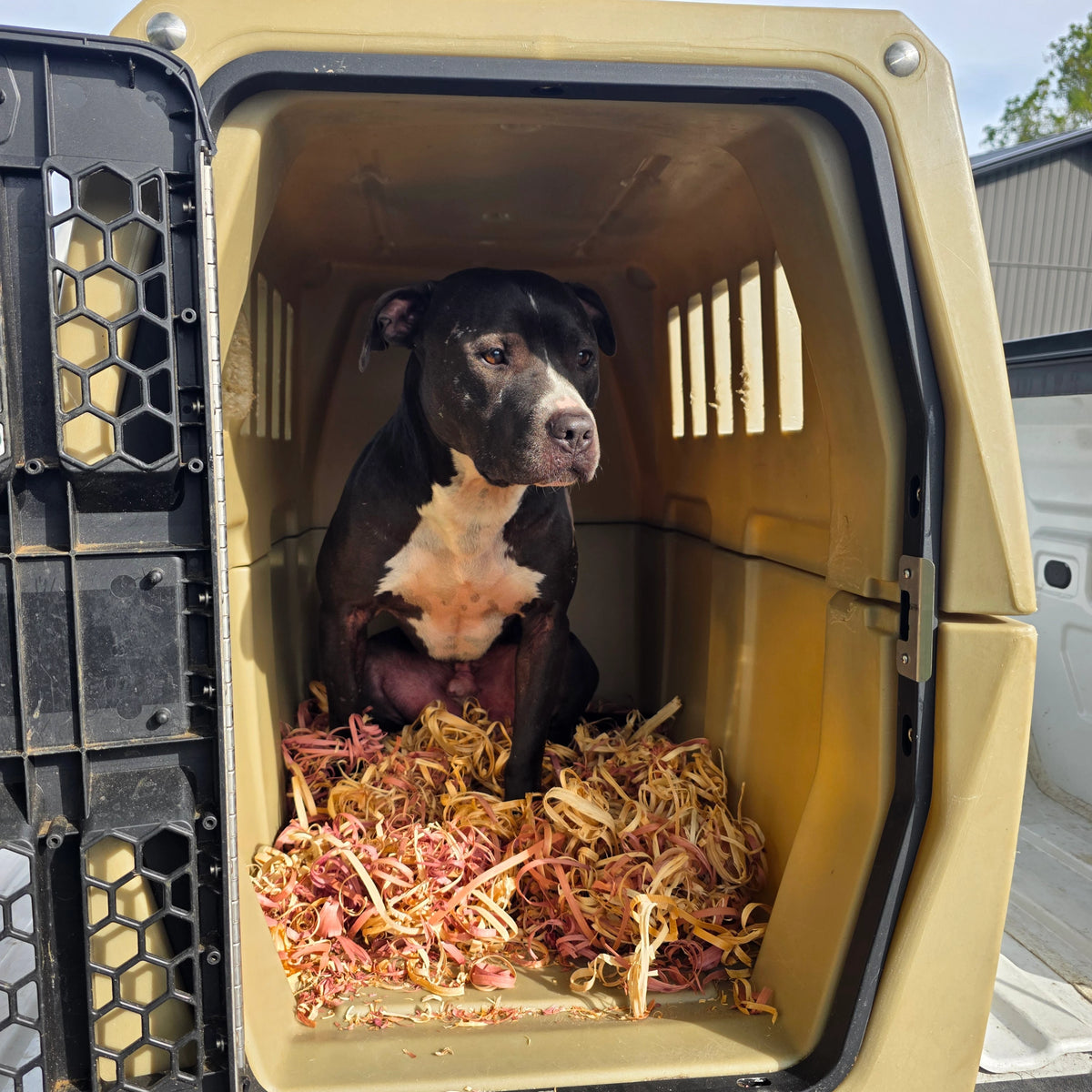 A black and white dog sits inside a gunner hunting dog crate with the door open, filled with red cedar ribbons bedding. The dog is positioned in a truck bed and outdoor background.