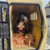 A black and white dog sits inside a gunner hunting dog crate with the door open, filled with red cedar ribbons bedding. The dog is positioned in a truck bed and outdoor background.