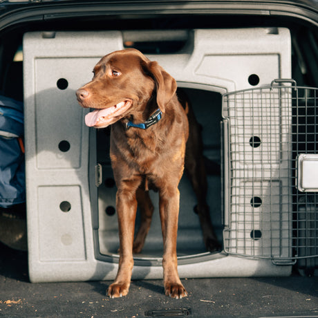 Dakota 283 G3 Side Door Entry Hunting Dog Kennel Crate
