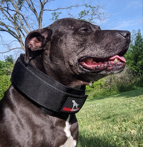 Canine Athletes Lucio in weight collar