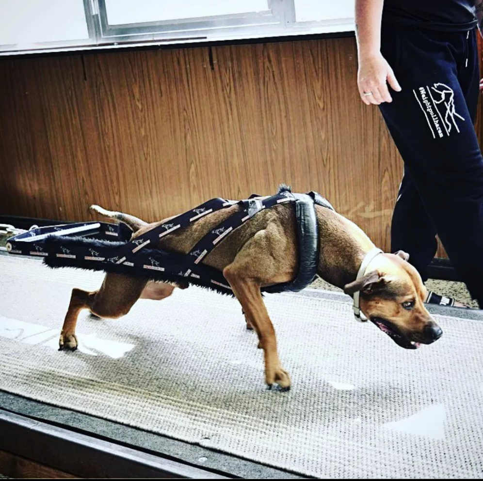 Canine X SMT Competition Weight Pull Harness