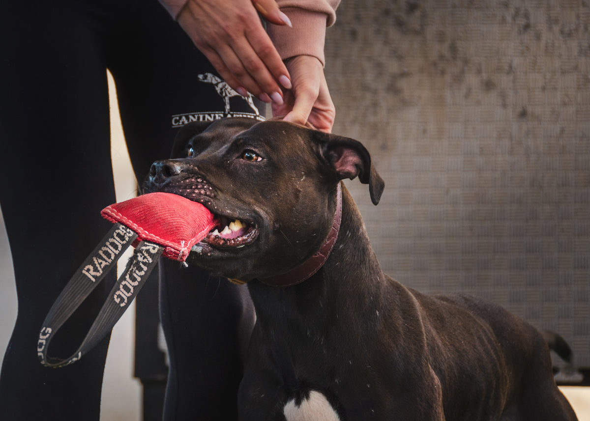 Canine Athletes Leather Chestnut Collar