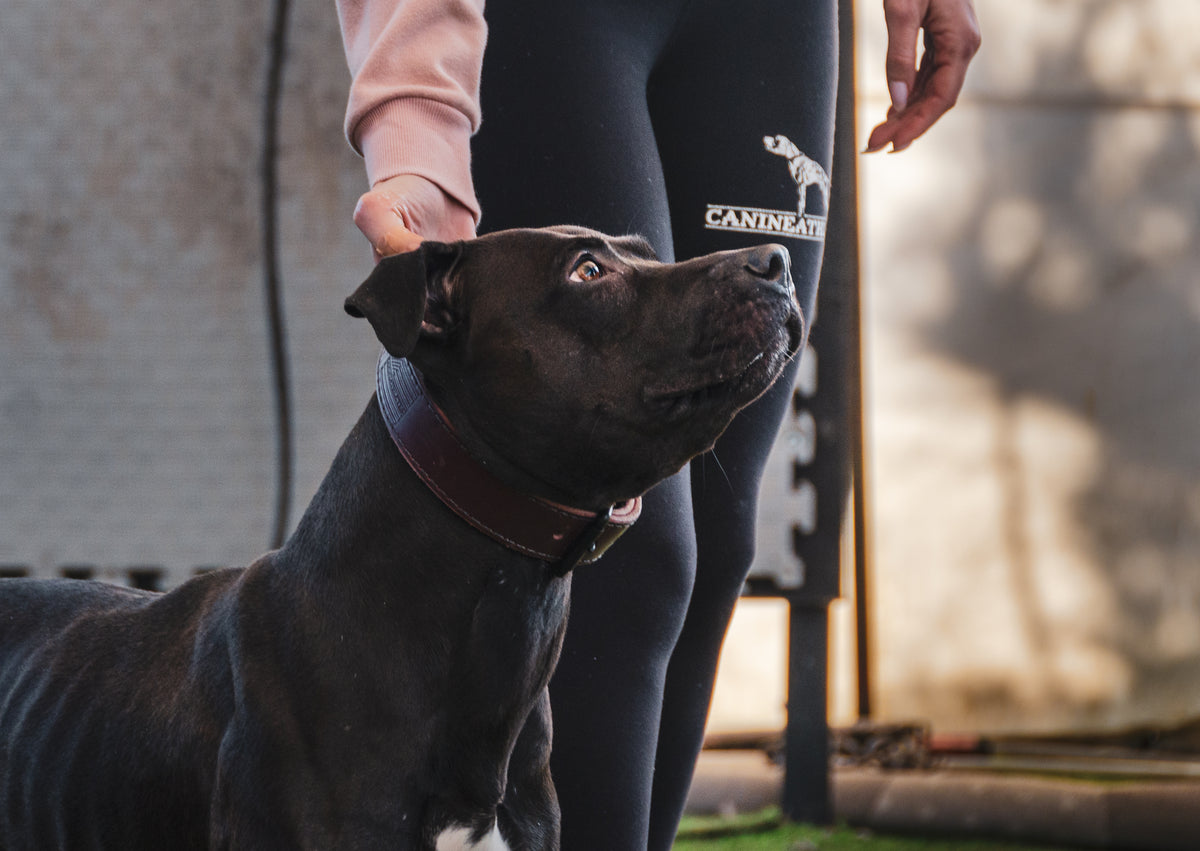 Canine Athletes Leather Chestnut Collar