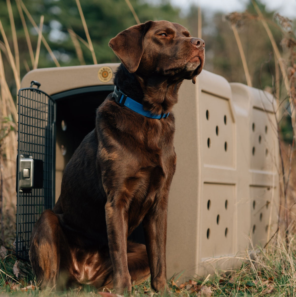 Dakota 289 G3 Framed Hunting Dog Kennel Crate Lifestyle