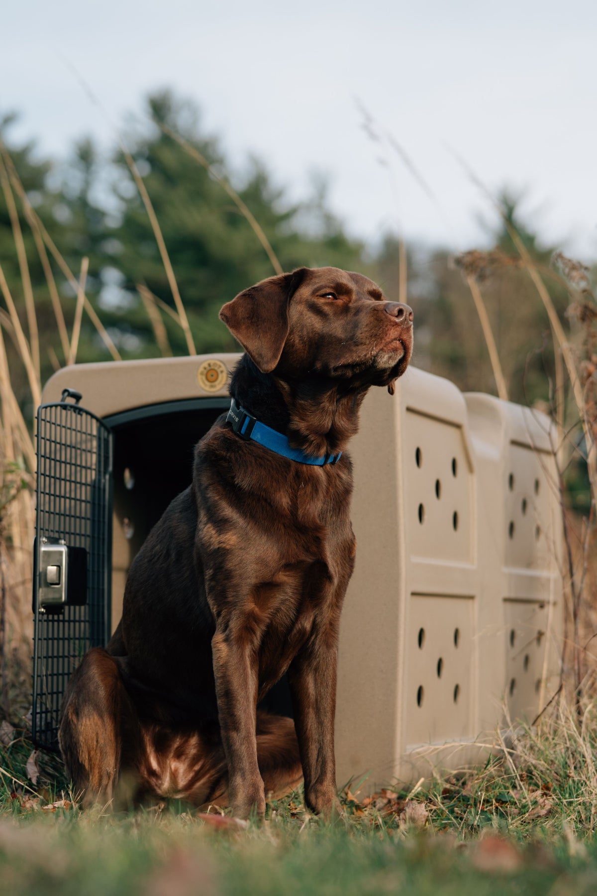 Dakota 289 G3 Framed Hunting Dog Kennel Crate Lifestyle